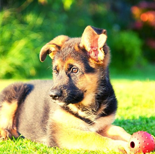 german-shepherd-broken-ear-cartilage