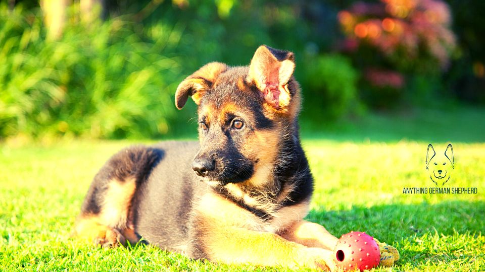 german-shepherd-broken-ear-cartilage