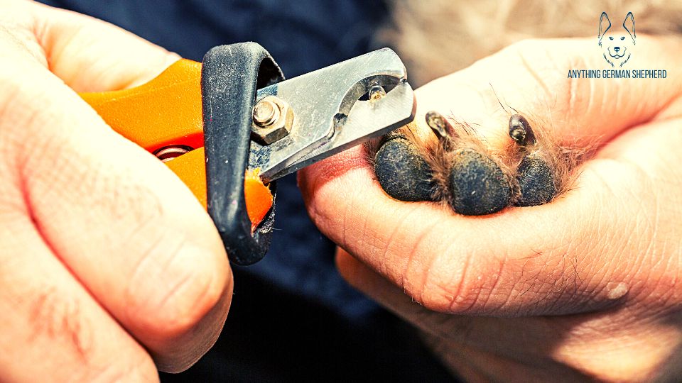 german-shepherd-nails-being-cut-by-nail-clipper