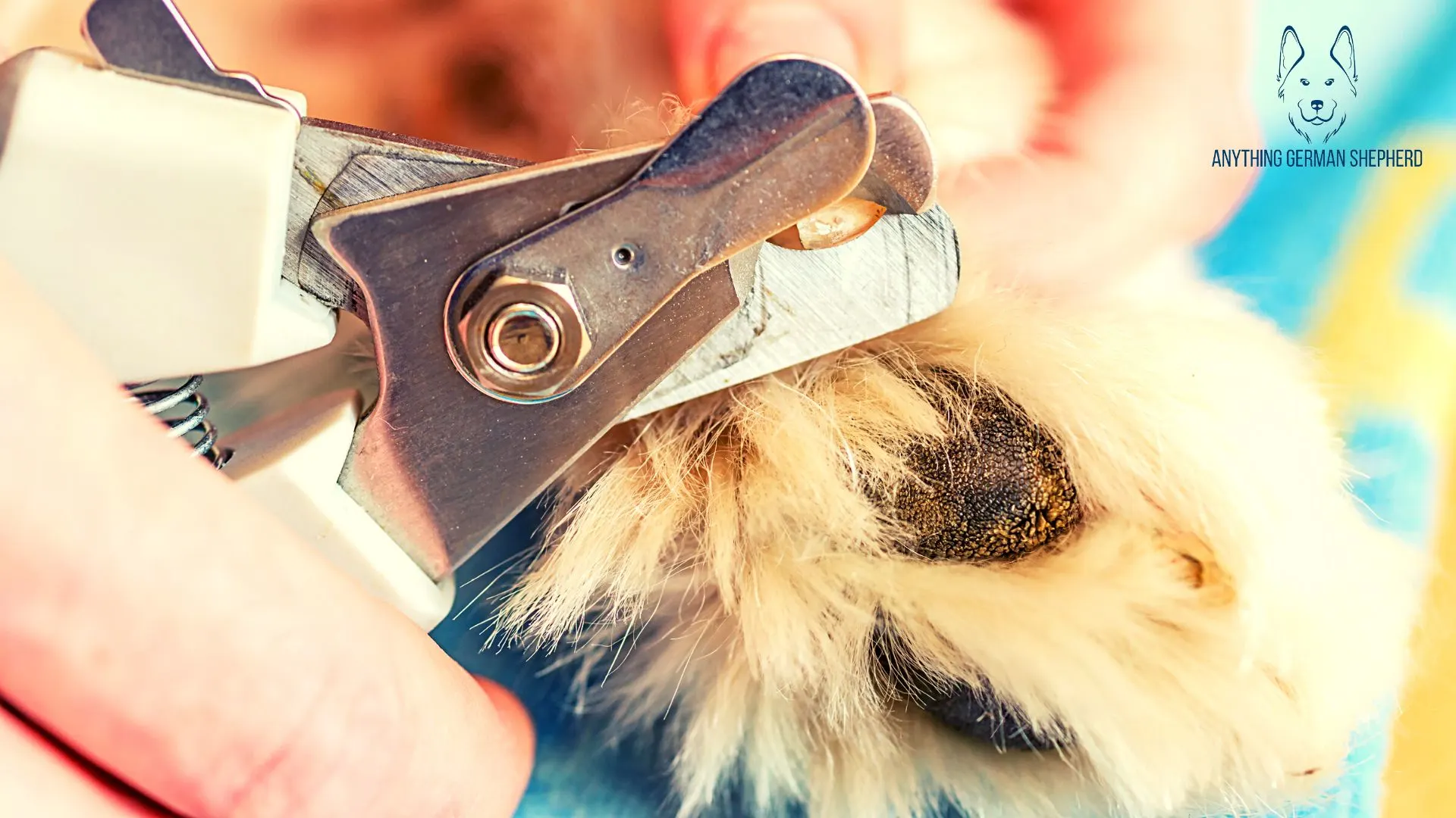 german-shepherd-nails-being-cut-by-nail-trimmer