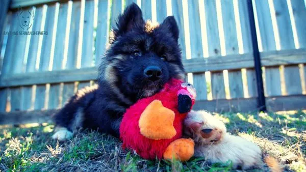 german-shepherd-puppy-lying-down-with-chew-toy-in-mouth