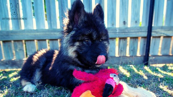 german-shepherd-puppy-sitting-with-chew-toy