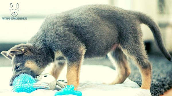 german-shepherd-puppy-standing-with-chew-toy-in-mouth