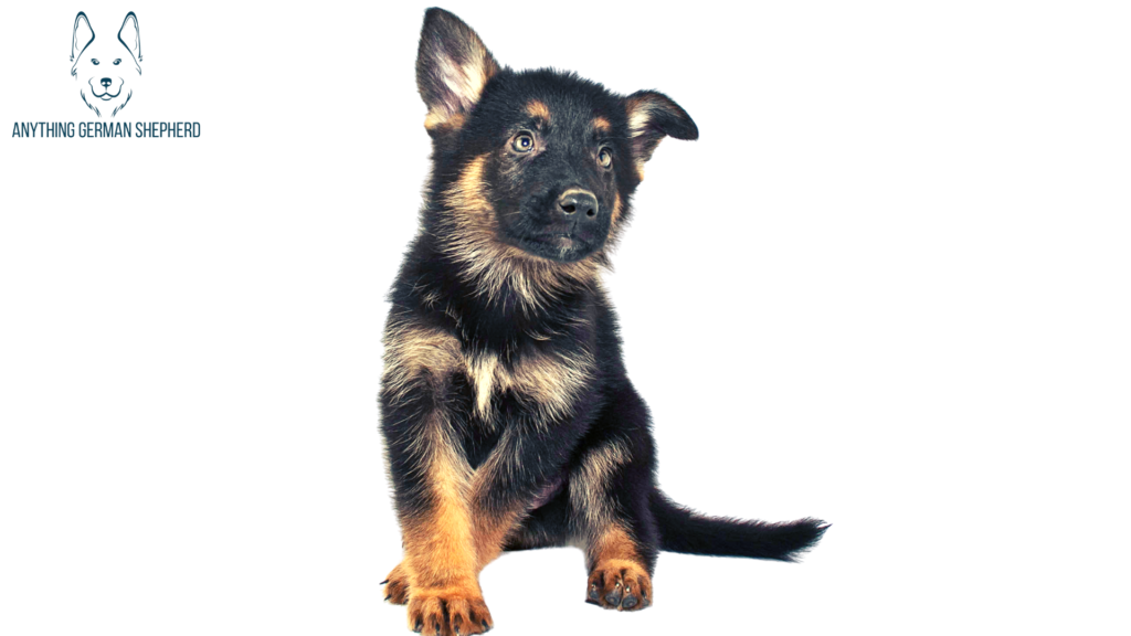 3-month-old-german-shepherd-puppy