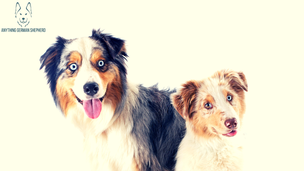 Australian-Shepherd-Barking-behavior-by-gender