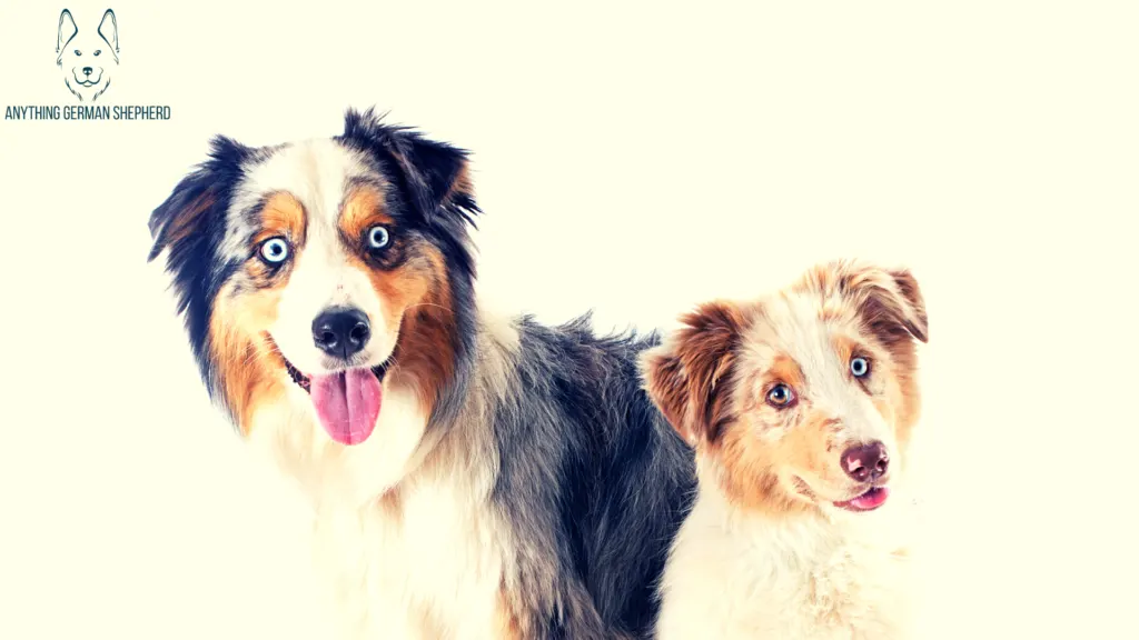 Australian-Shepherd-Barking-behavior-by-gender