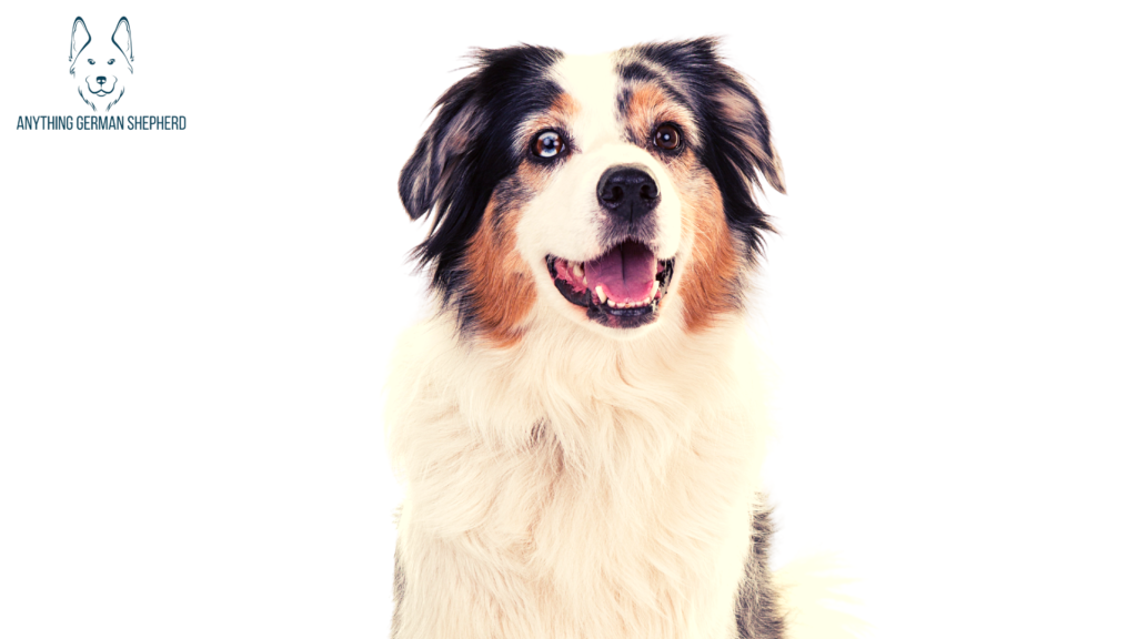 Australian-Shepherd-looking-at-camera-while-barking