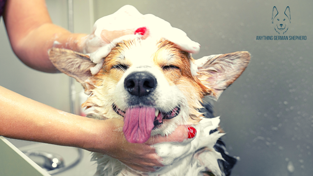 7 Best Antibacterial & Antifungal Dog Shampoo 2022