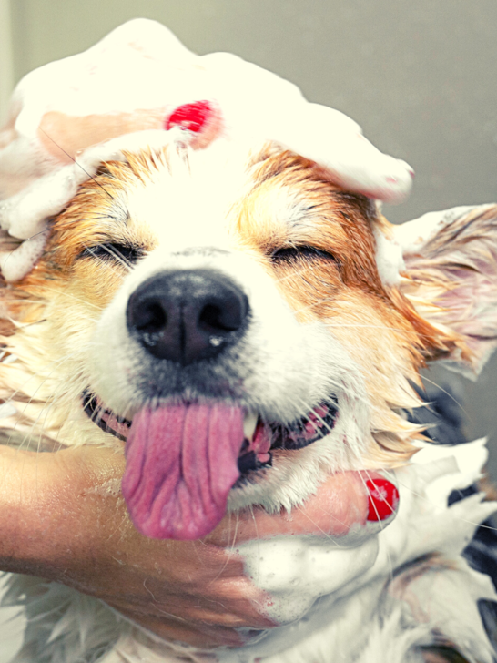 Best-Antibacterial-and-Antifungal-Dog-Shampoo