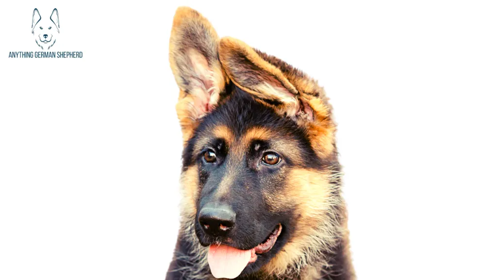 Do-German-Shepherd-Ears-Stand-Up-Naturally