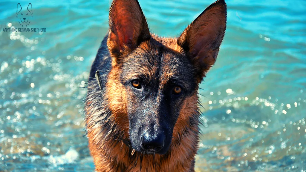 do-german-shepherds-like-water