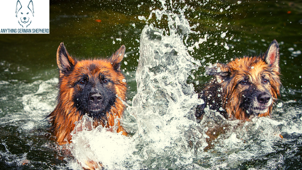 Do-German-Shepherds-Like-Water