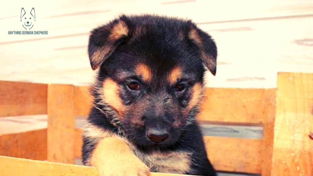 do-some-german-shepherds-have-floppy-ears