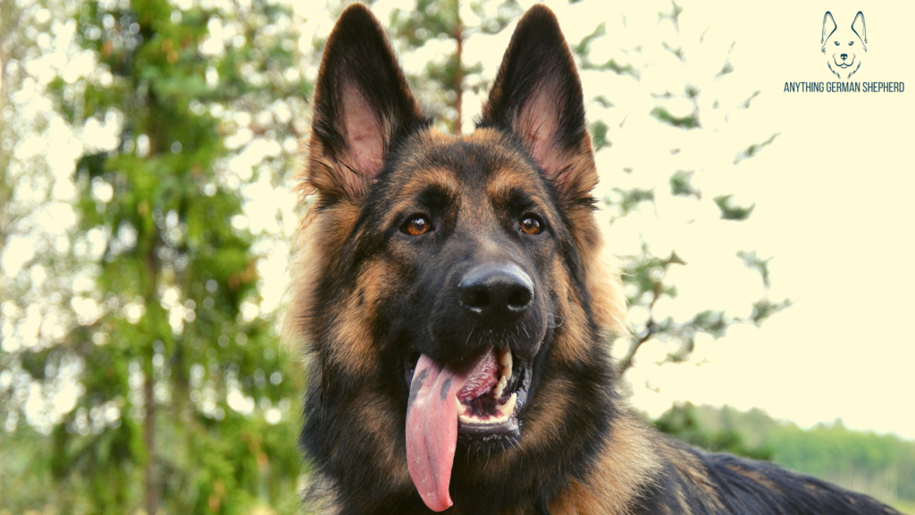 German-Shepherd-With-Black-Spot-on-Tongue