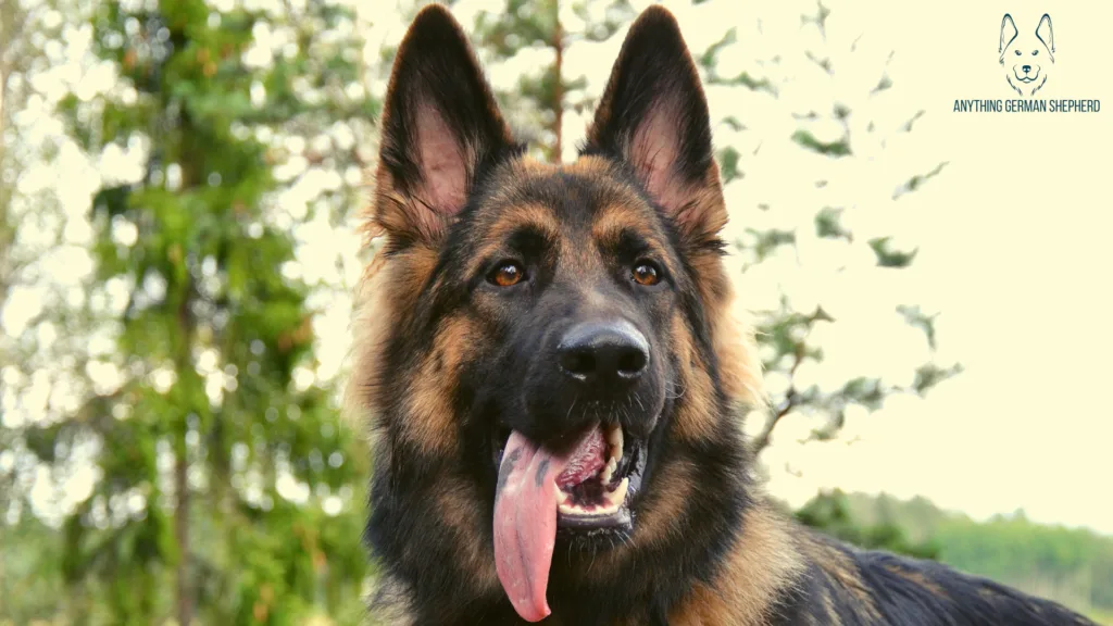 German-Shepherd-With-Black-Spot-on-Tongue