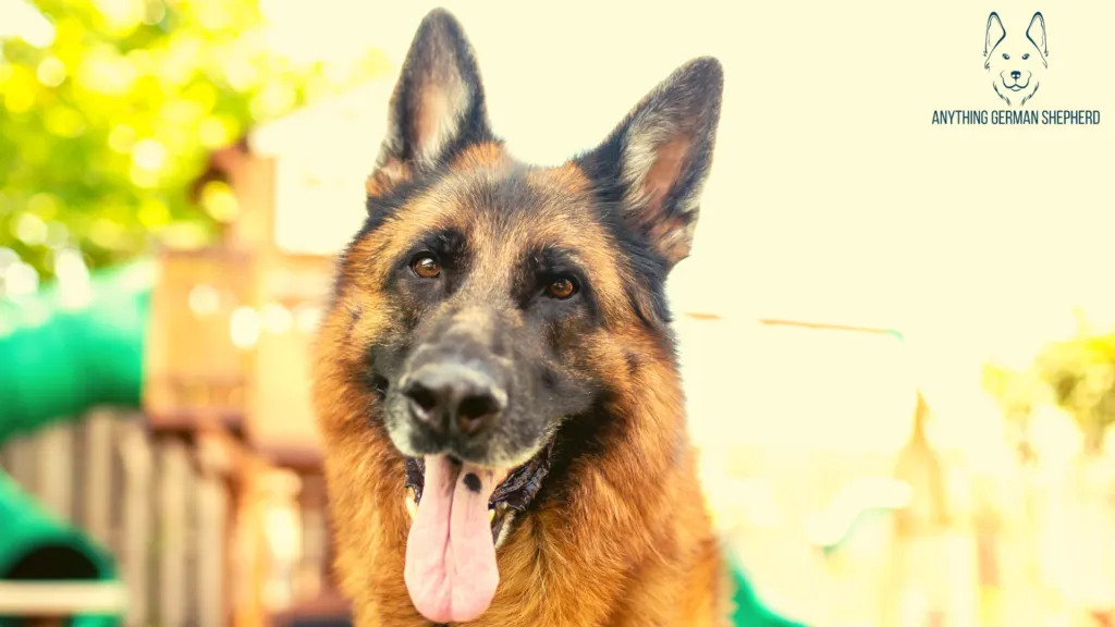 German-Shepherd-With-One-Black-Spot-on-Tongue