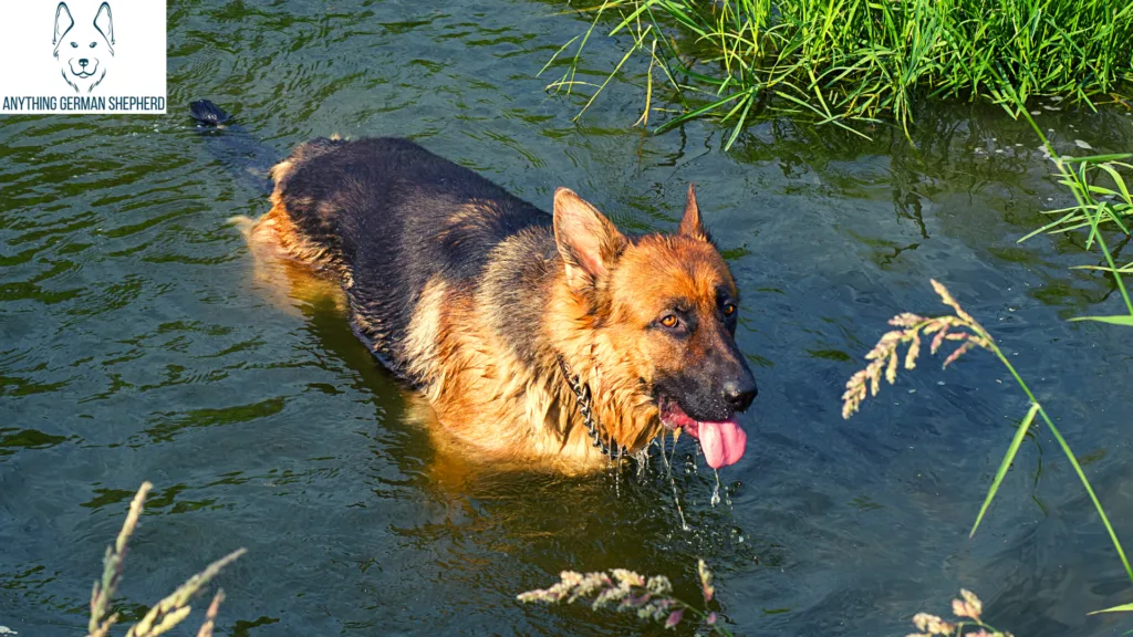 German-Shepherd-going-for-a-swim-in-shallow-water