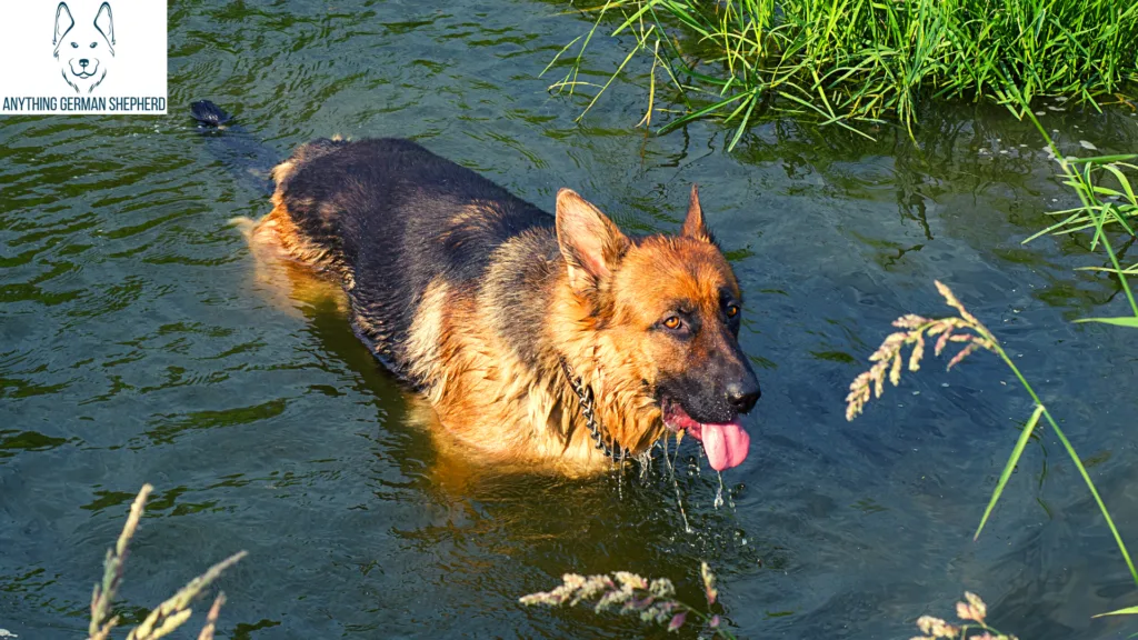 does the german shepherd dog like to swim