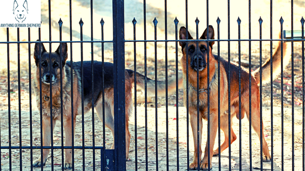 German-Shepherd-guard-dogs