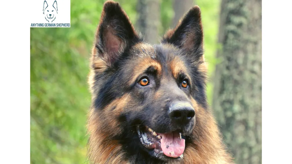 German-Shepherd-in-forest-With-Black-Spots-on-Tongue