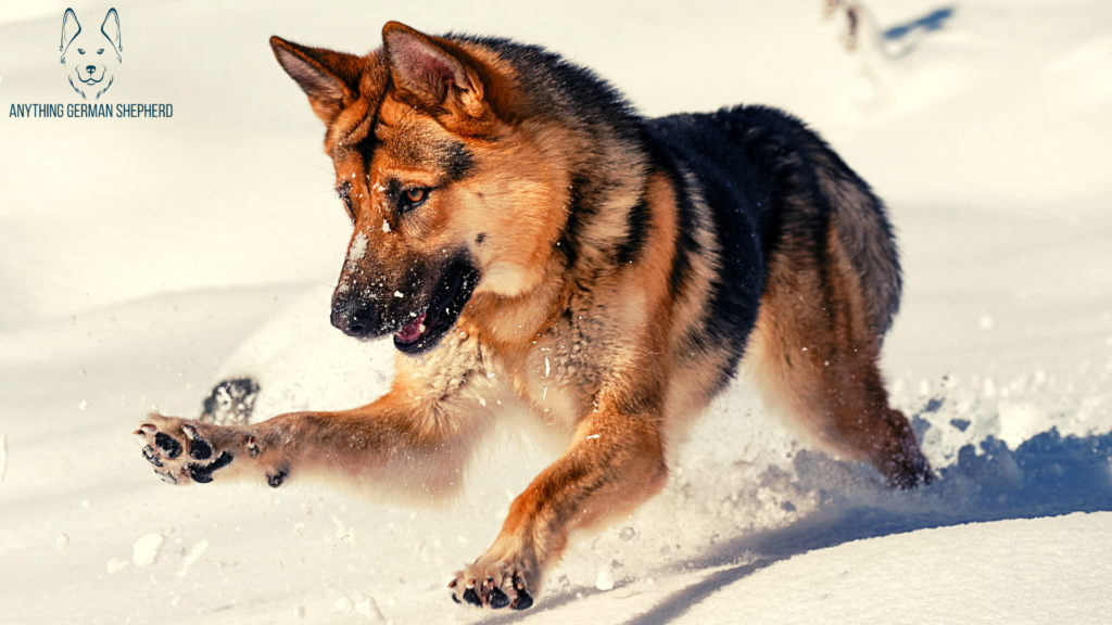 German-Shepherd-playing-and-growling