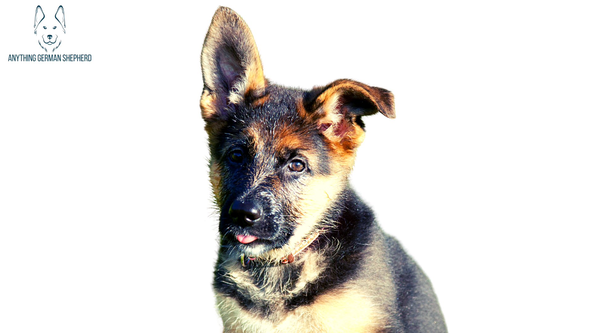 German Shepherd Puppy Ear Stages: When Will They Stand Up?