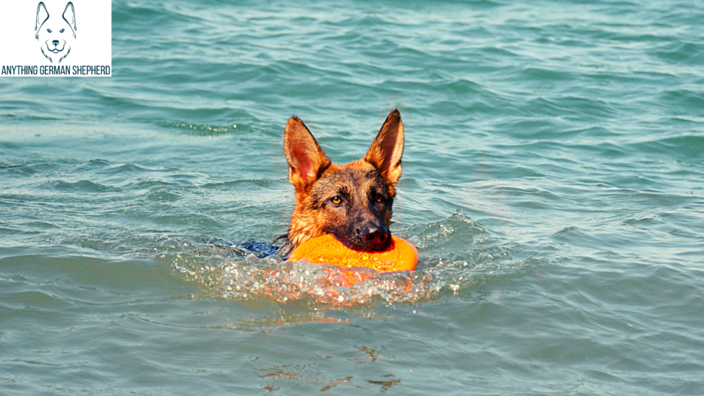 German-Shepherd-retrieving-Frisbee-in-the-water 