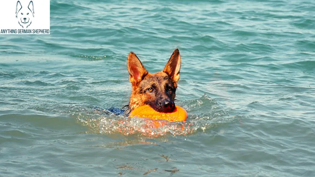 does the german shepherd dog like to swim