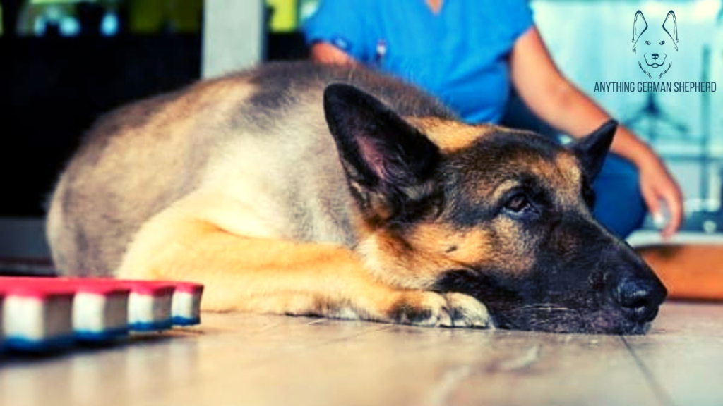 German-Shepherd-with-Diarrhea-laying-on-floor