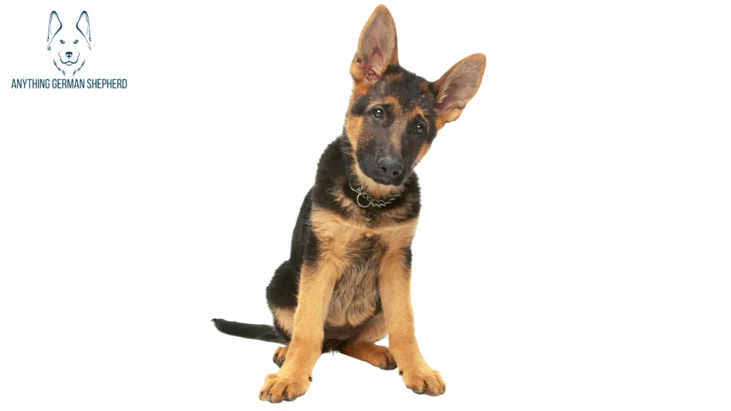 How-Do-I-Get-My-German-Shepherd's-Ears-to-Stand-Up