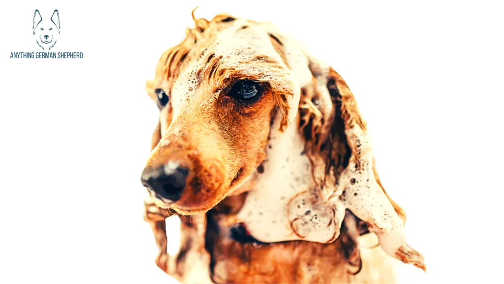 7 Best Antibacterial and Antifungal Dog Shampoo 2022 25 How-Does-Antifungal-Dog-Shampoo-Work