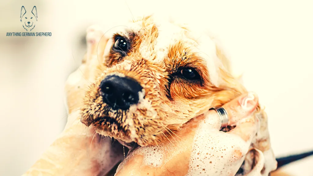 How-Often-Should-Dogs-Be-Bathed-With-Antifungal-Shampoo
