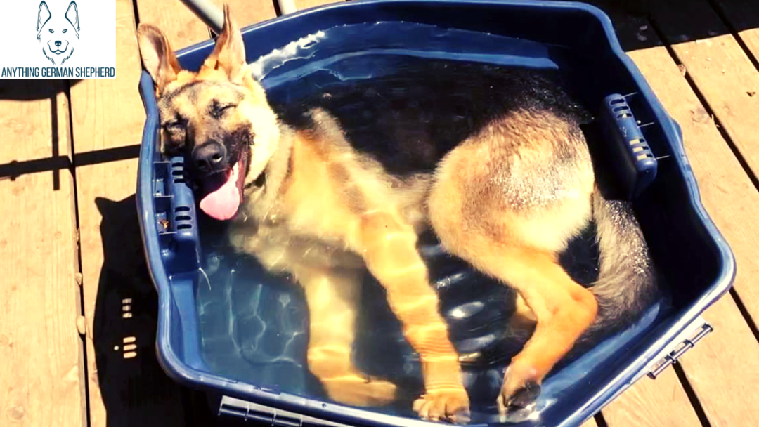 How Often Should You Bathe Your German Shepherd Dog?