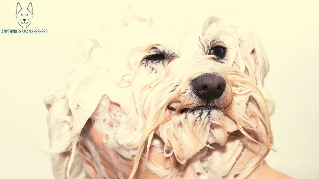 How-To-Choose-the-Right-Antibacterial-Shampoo-for-Dogs
