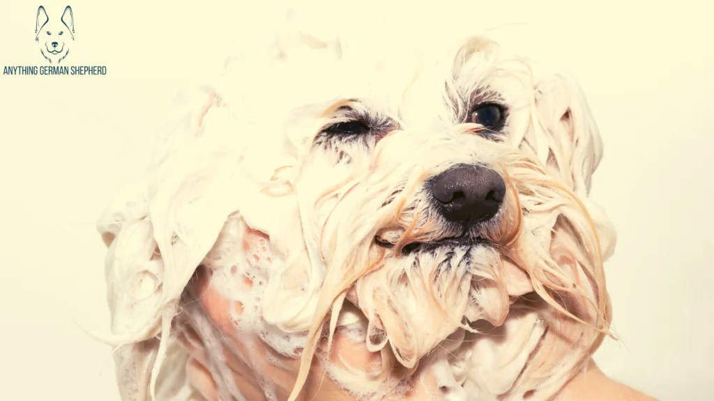 7 Best Antibacterial and Antifungal Dog Shampoo 2022 23 How-To-Choose-the-Right-Antibacterial-Shampoo-for-Dogs