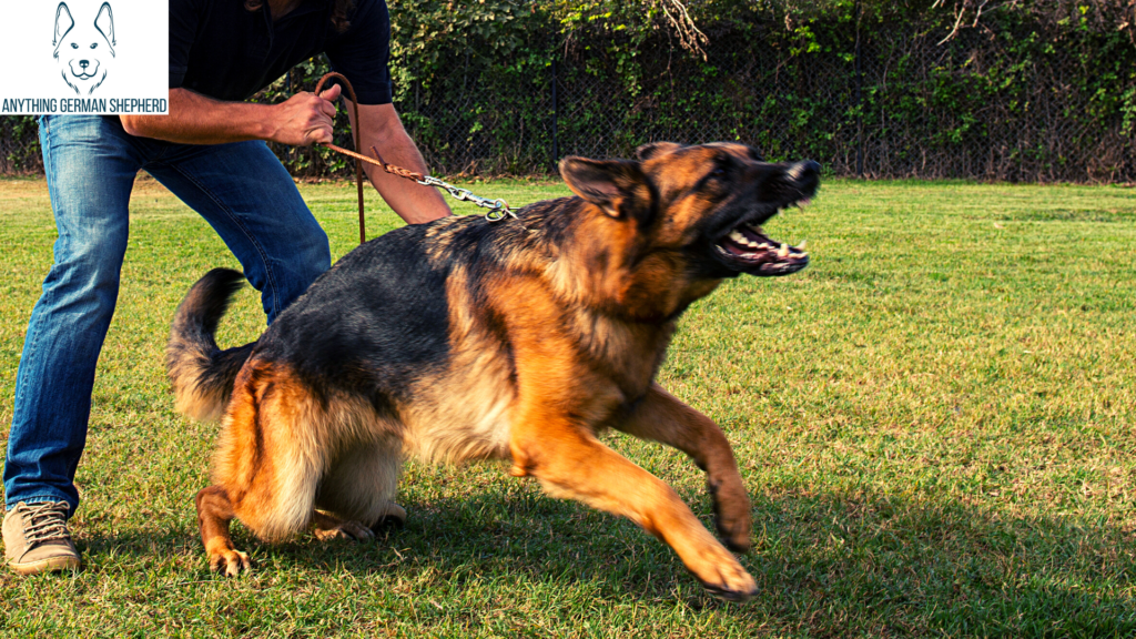 Main-Types-of-German-Shepherd-Growling