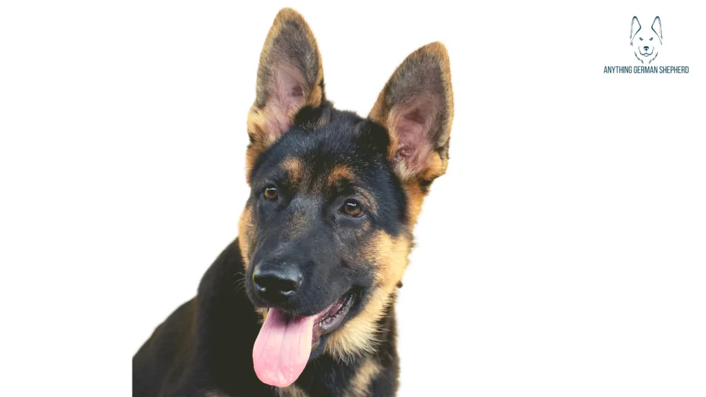 What-Kind-of-Ears-Will-My-German-Shepherd-Have