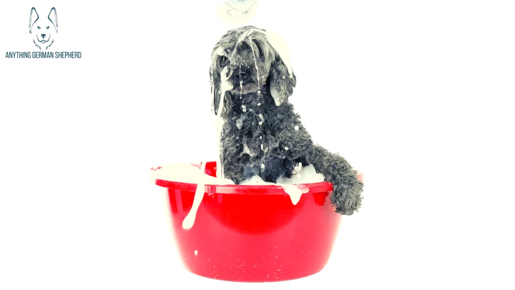 7 Best Antibacterial and Antifungal Dog Shampoo 2022 20 what-makes-a-good-dog-shampoo