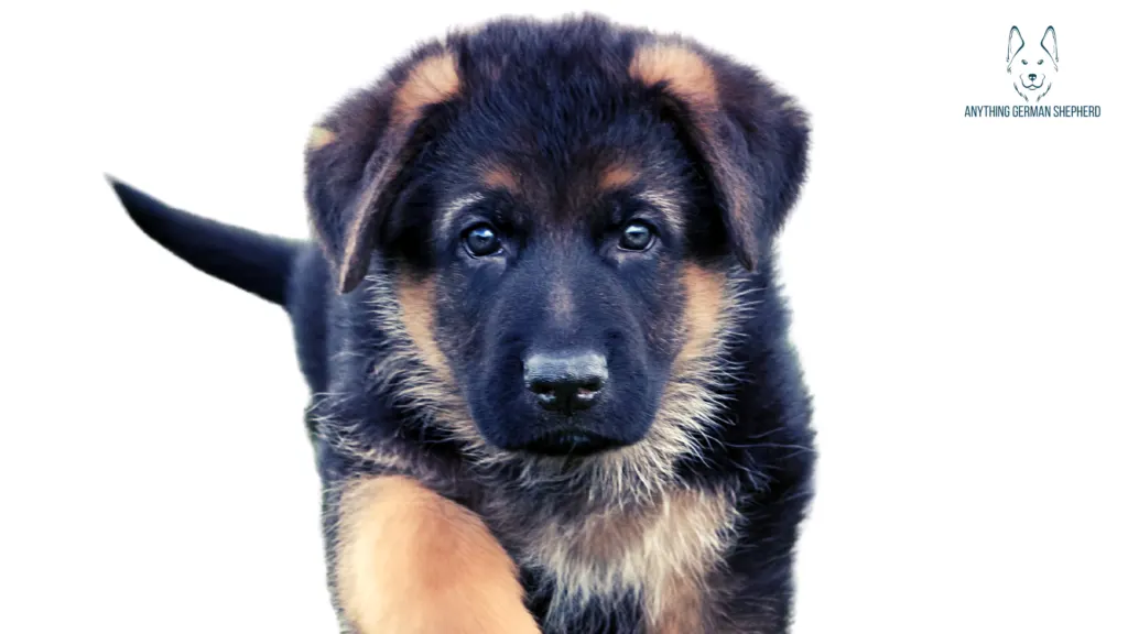 When-Do-German-Shepherds'-Ears-Start-to-Stand-Up