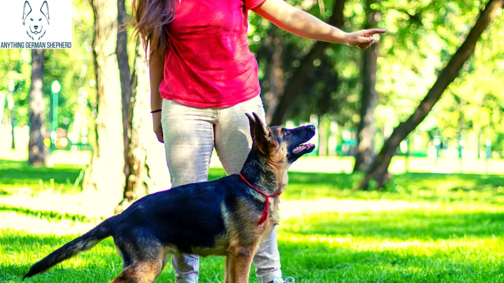 Why-Do-German-Shepherds-Growl-At-Their-Owners