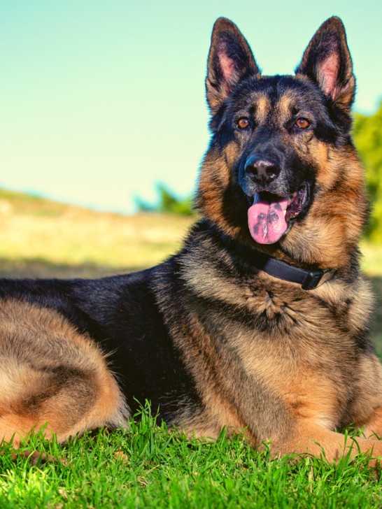Why-Do-German-Shepherds-Have-a-Black-Spot-on-Their-Tongue