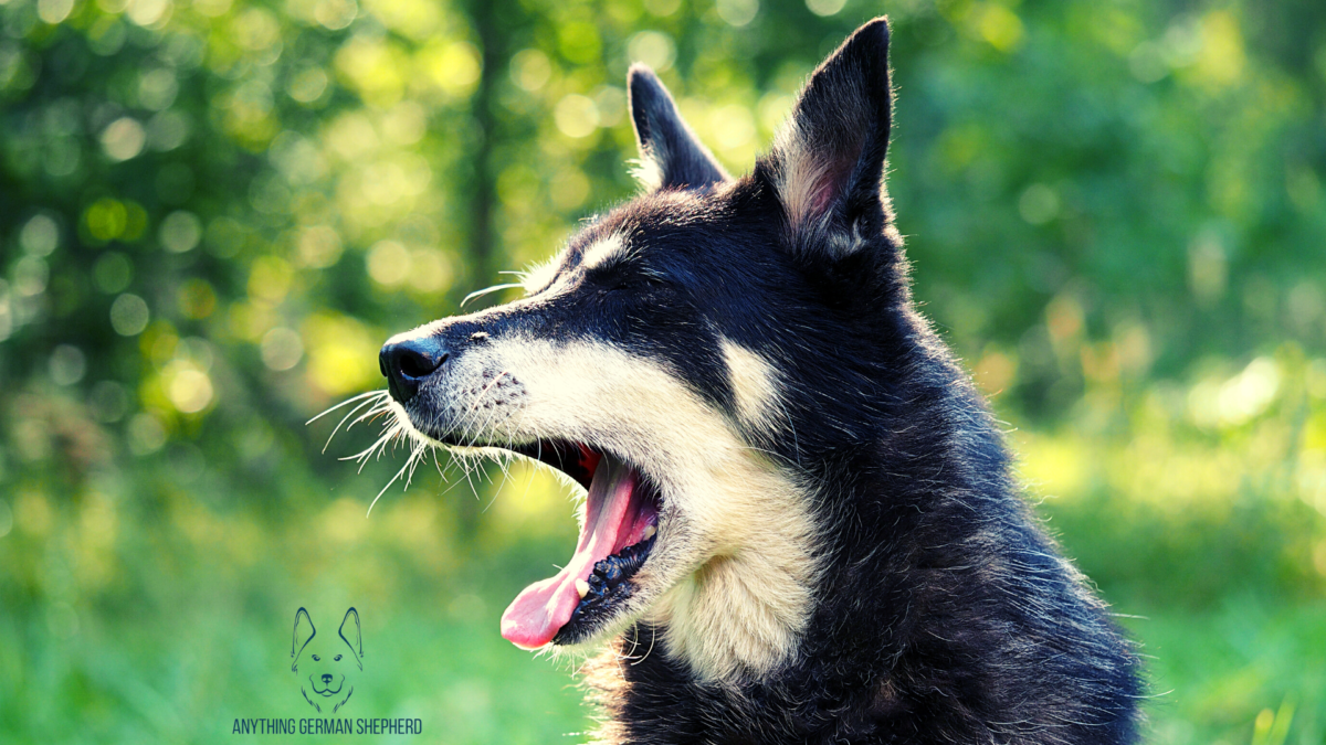 Why Does My Dog Suddenly Ignore Me? (17 Reasons Explained)