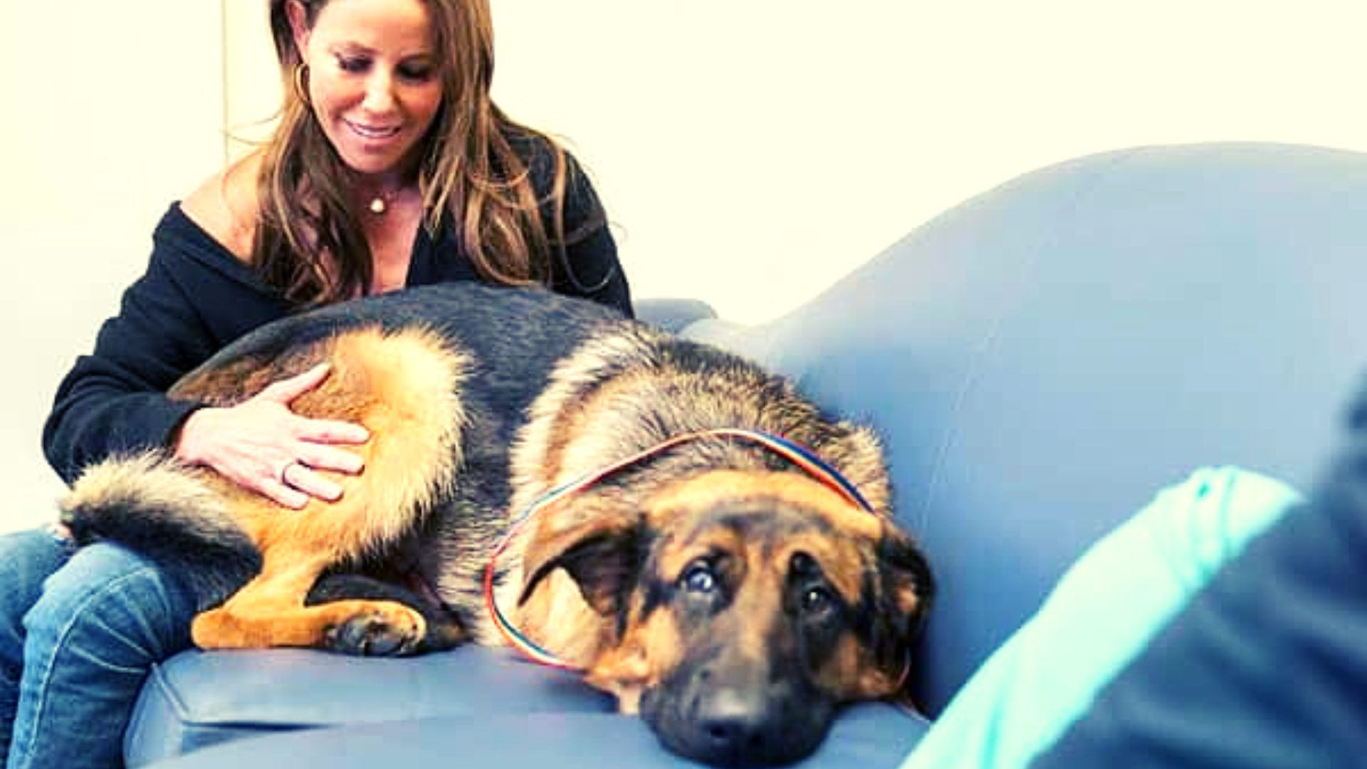 why-does-my-german-shepherd-have-diarrhea
