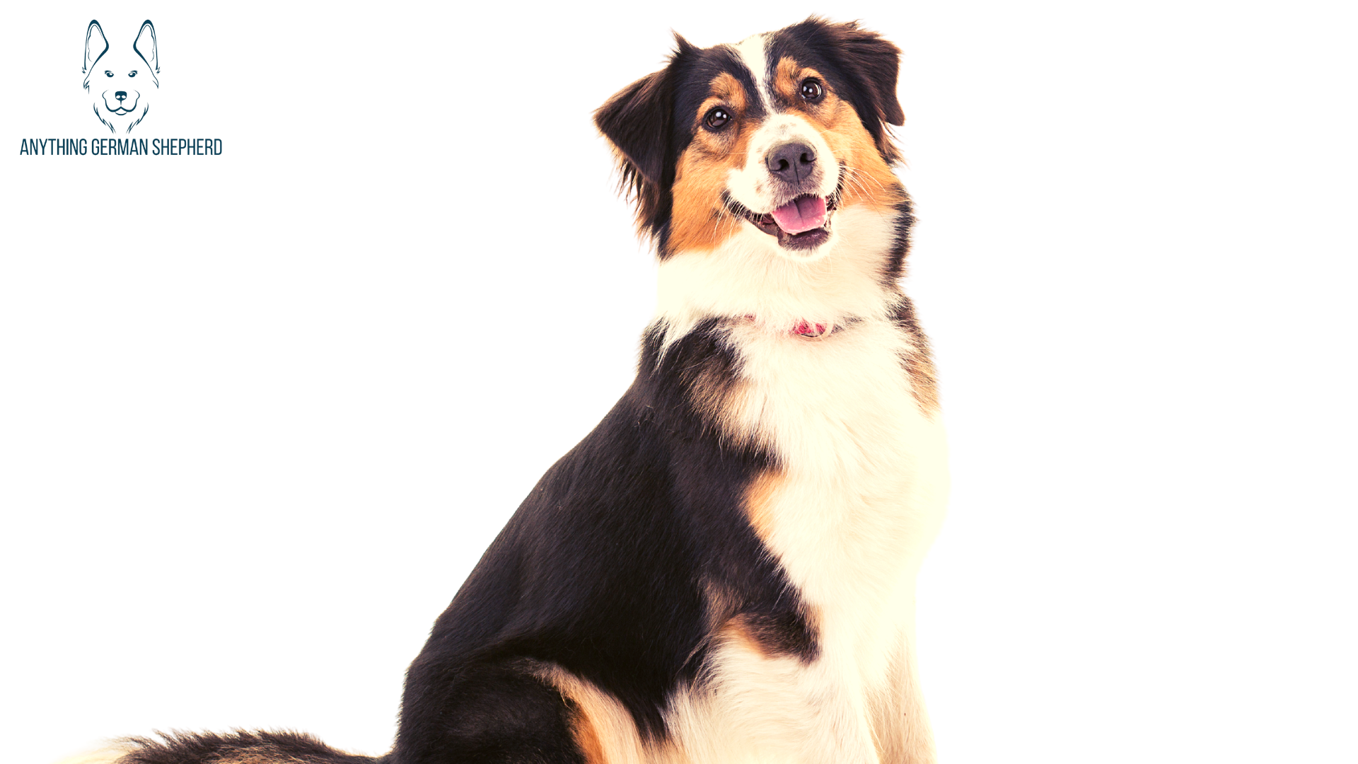 Do Australian Shepherds Bark A Lot? (Causes & Quick Fixes)