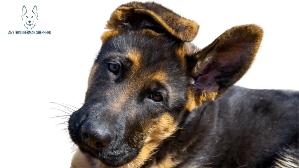 german-shepherd-puppy-with-one-floppy-ear