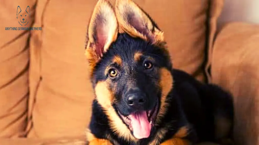 german-shepherd-puppy-with-pointed-ears