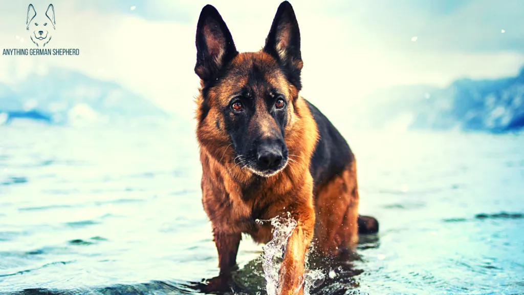 does the german shepherd dog like to swim