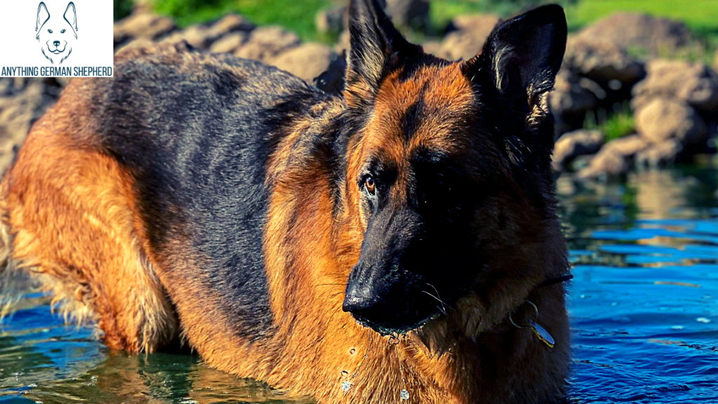 german-shepherd-swimming