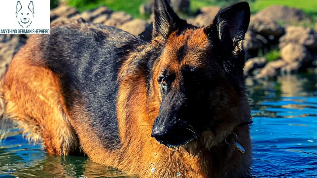 german-shepherd-swimming