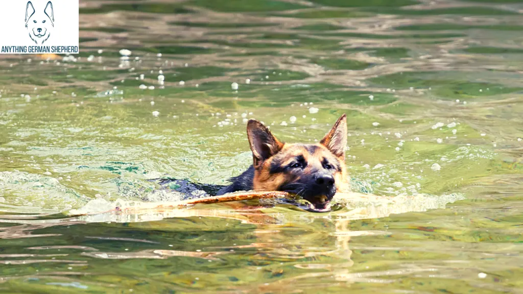 german-shepherd-swimming-with-stick-in-mouth